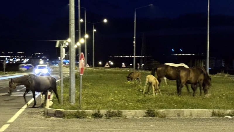 Ardahan'da acıkan yılkı atları çevre yoluna çıktı