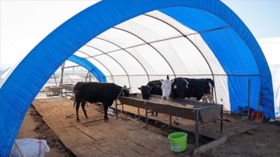 Ankara'da kurbanlık satışları sona erdi! Çadırlar toplanıyor