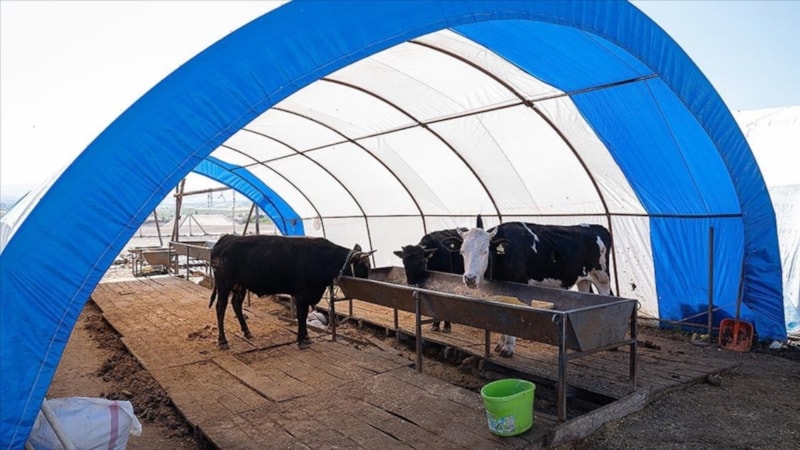 Ankara'da kurbanlık satışları sona erdi! Çadırlar toplanıyor