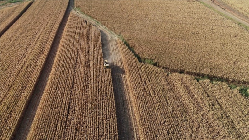 Rusya bu yıl 135 milyon ton tahıl hasadı bekliyor