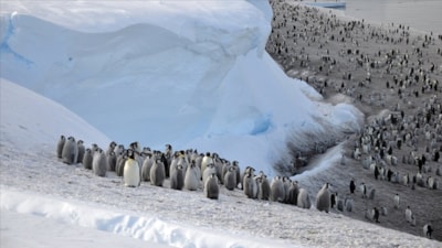 Buzlar eriyince Antarktika'daki imparator penguen nüfusu yüzde 22 azaldı