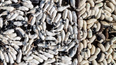 Kurban Bayramı'nda 3 milyondan fazla kurbanlık satıldı