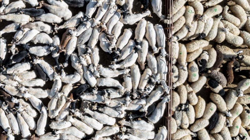 Kurban Bayramı'nda 3 milyondan fazla kurbanlık satıldı