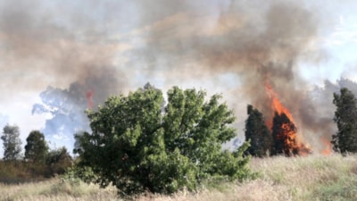İzmir'de 'yaktığı mangal yangına neden oldu' iddiasıyla 1 kişi tutuklandı
