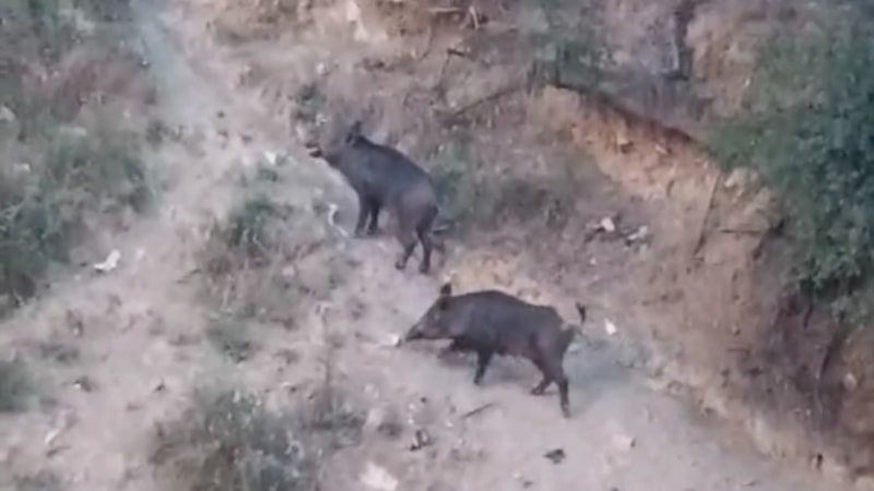 Hatay'da aç kalan yaban domuzları mahalleye indi