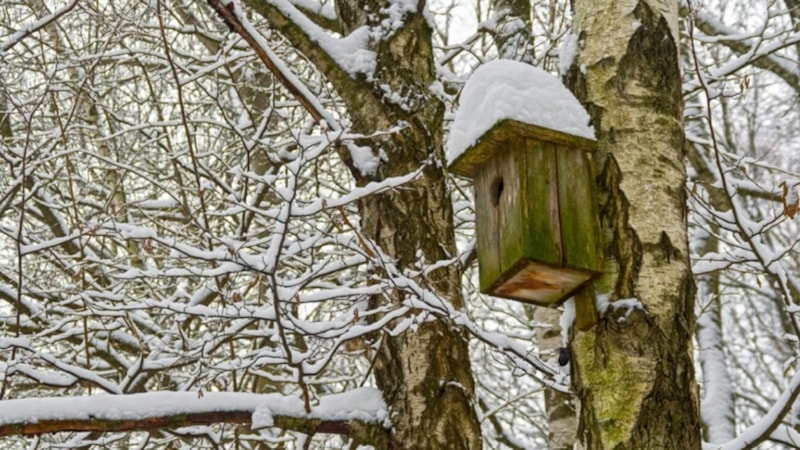 Resimdeki kuşu görebilenler, kartal kadar keskin gözlü sayılıyor...
