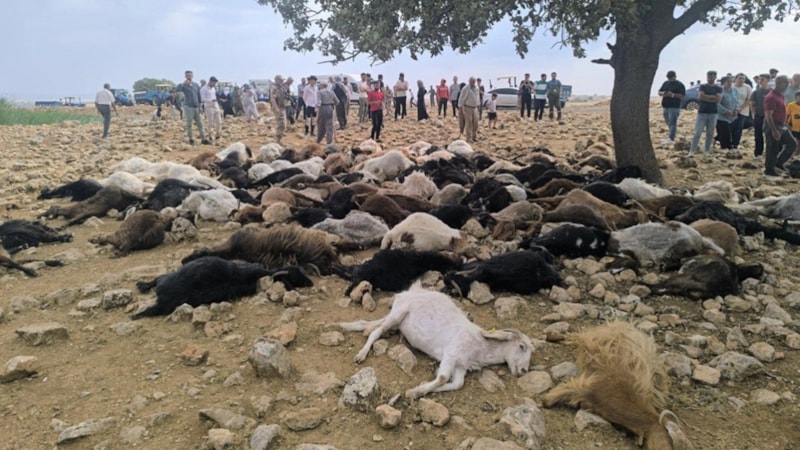 Şırnak'ta yıldırım düştü: 95 hayvan telef oldu