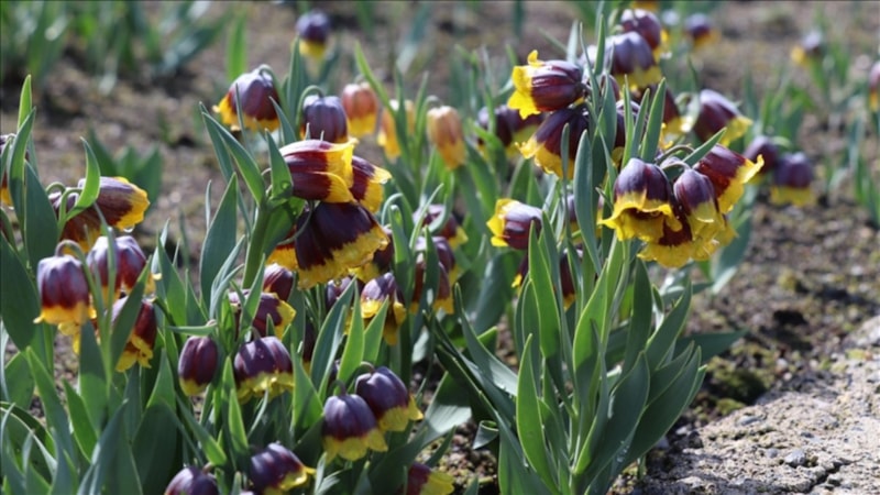 Tescilli tarla ve bahçe bitkileri sayısı açıklandı