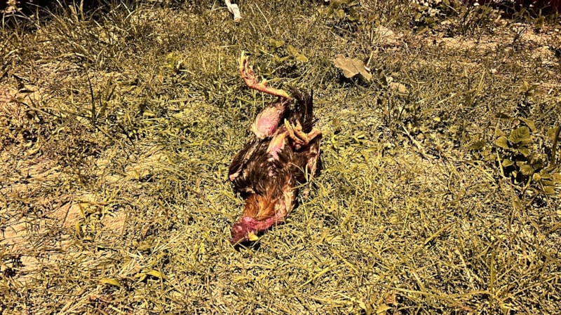 Hatay'da kazada telef olan horoz için kalp masajı yaptı