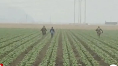 ABD'de tarlalara baskın: Göçmenler gözaltına alındı