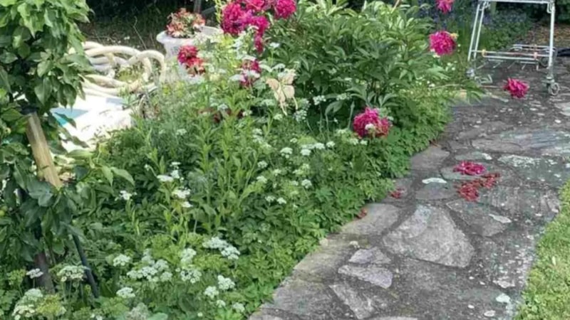 Optik illüzyon sınavı: Gizli kediyi tespit eden, dahi çıkıyor