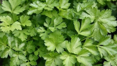 Tadına bile bakmayın! Maydanoz gibi görünüyor ama zehir saçıyor: Bu ot 2 yaprak yiyeni öldürüyor