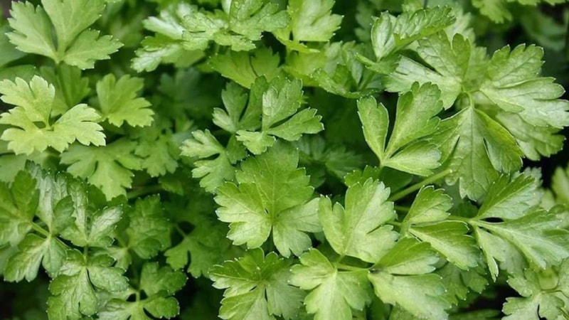 Tadına bile bakmayın! Maydanoz gibi görünüyor ama zehir saçıyor: Bu ot 2 yaprak yiyeni öldürüyor