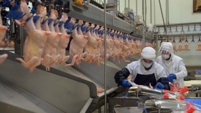 Tavuk eti üretimi aylık yüzde 2,6 arttı