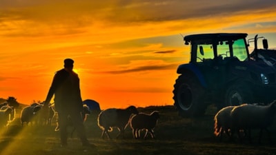 Hayvancılıkta yabancı çoban dönemi: Çalışma izni başvuruları başladı