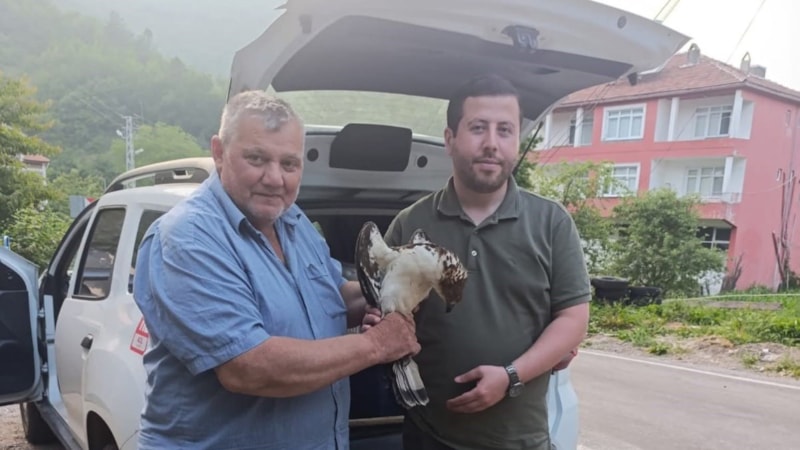 Kastamonu'da yaralı halde şahin bulundu