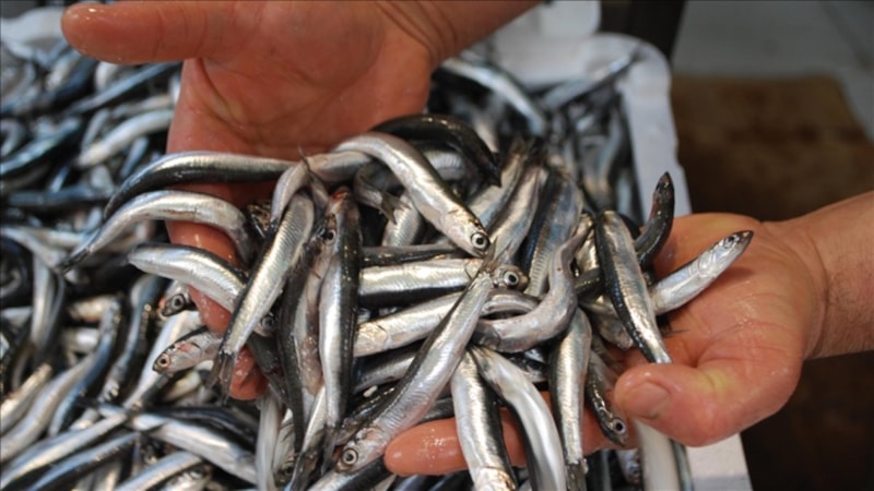 Son 10 yılda en çok avlanan balık türü: Hamsi