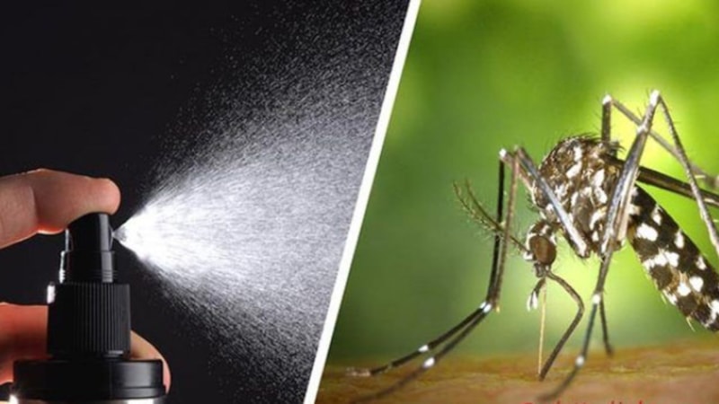 Evde doğal sivrisinek kovucu nasıl yapılır? İşte en etkili 4 tarif