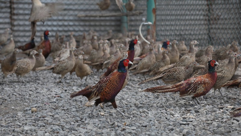 Kene vakalarına karşı doğaya keklik ve sülün salınıyor