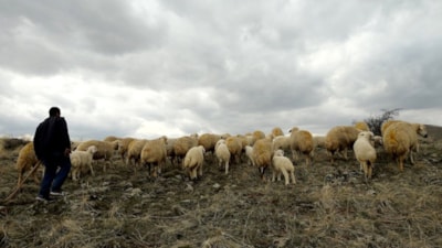 Hayvancılıkta yabancı çoban istihdamı: Sektöre nefes aldırması bekleniyor