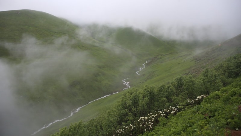 Rize'de 20. Dağ Horozu Şenliği: Yine görünmedi