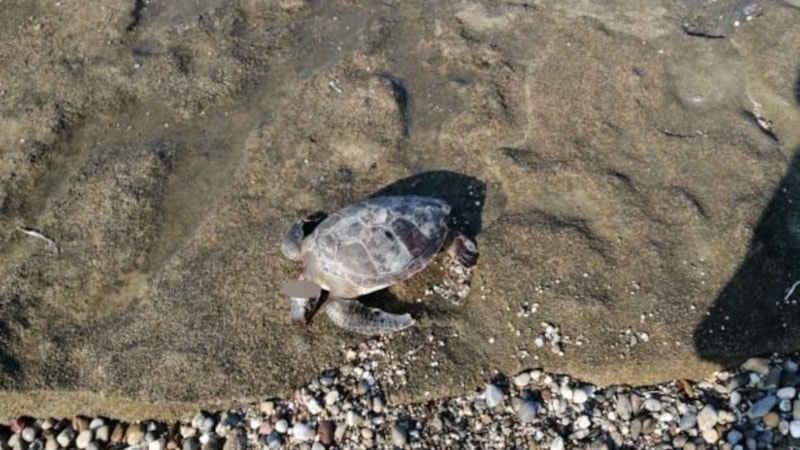 Antalya'da carettanın başı kesildi