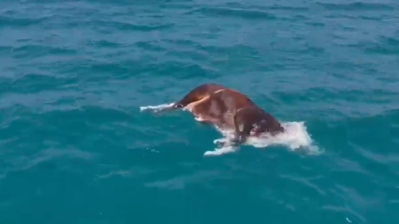 Antalya’da denizde ölü inek bulundu