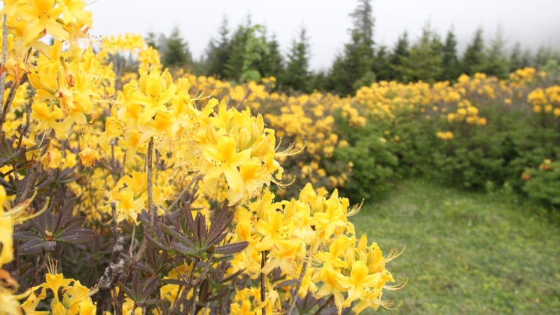 Giresun yaylalarında rengarenk çiçekler göreni hayran bıraktı