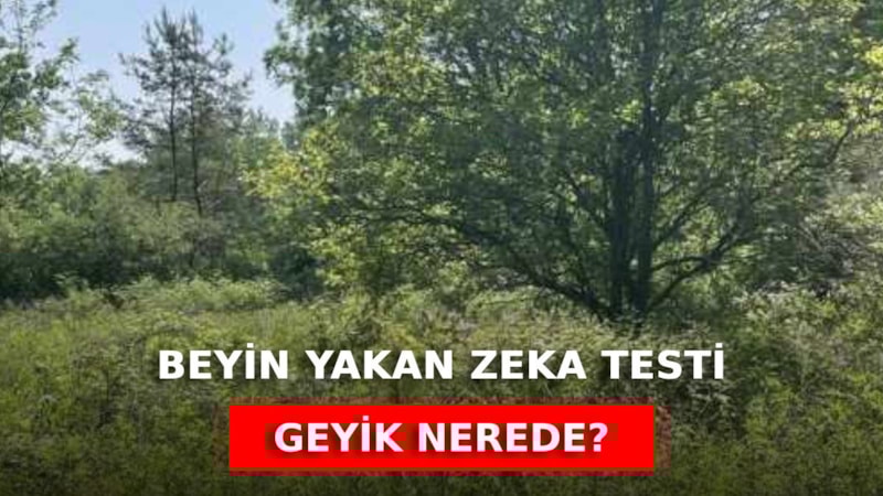 Bu testi geçenler zekada Einstein’ı solluyor! Geyiği 9 saniyede bulan dahi sayılıyor