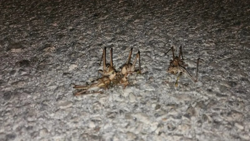 O ilçede istila başladı: Yüzlercesi yola döküldü