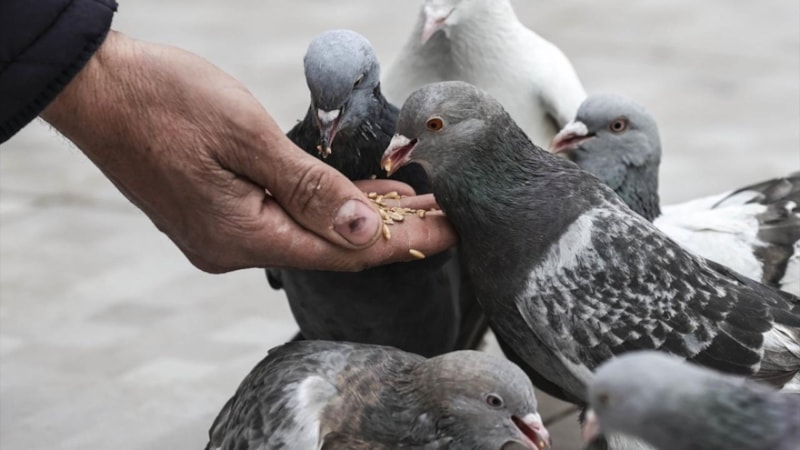 Venedik’te kuş beslemek neden yasak? İşte şaşırtan gerekçe...