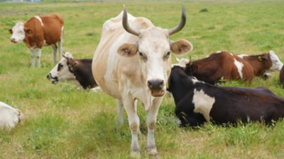 Muş'ta çoban 1 milyon TL isteyince köylüler imece usulüne geri döndü