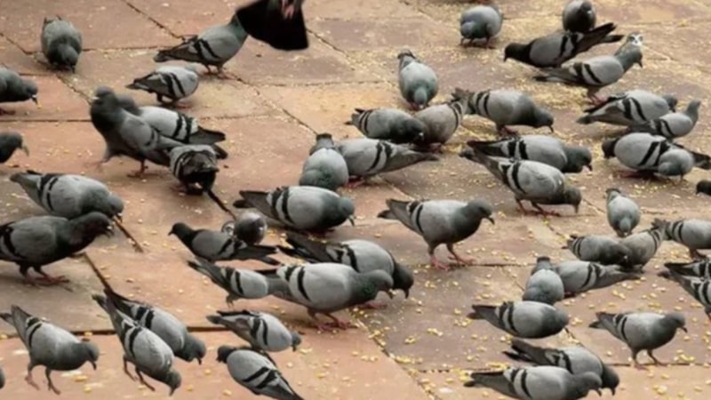 Bu görsele bakanların %97’si baykuşu göremedi! Peki siz fark edebilecek misiniz?