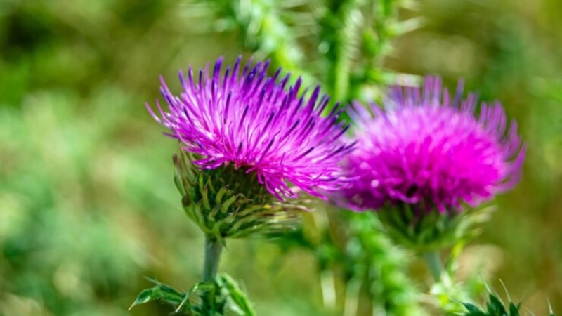 Bu bitki karaciğeri yeniliyor! İşte karaciğer dostu o bitki...