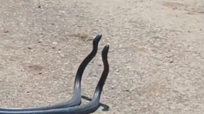 Osmaniye'de yılanların dansı