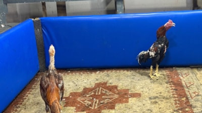 Adana'da polis müşteri gibi girdi: Horoz dövüşüne suçüstü operasyon yaptı