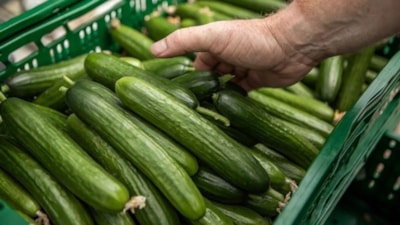 Salatalık için alarm verildi: Tüm raflardan acil olarak toplatılıyor