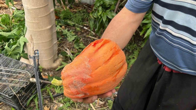 Muz ve avokadoyu unutun: Hasadı başladı! Kilosu 50-100 TL...