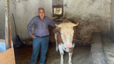 Yalova'da sahibini dolandırıp 155 TL'ye inek aldılar