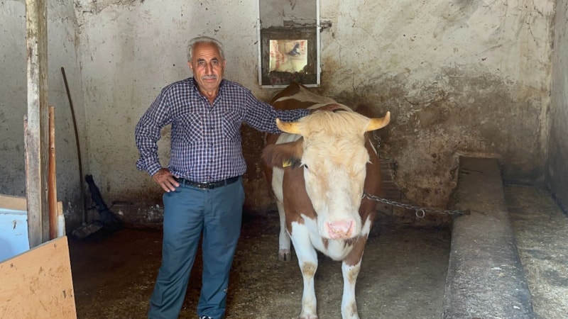 Yalova'da sahibini dolandırıp 155 TL'ye inek aldılar