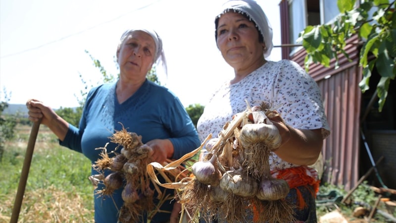 Muğla'nın coğrafi işaretli Ula sarımsağında hasat zamanı