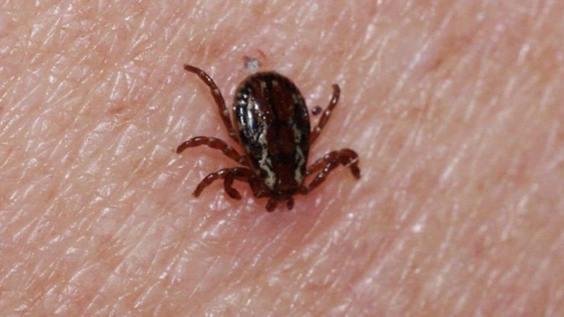 KKKA hastalığında ölüm oranı yüzde 5'in altında