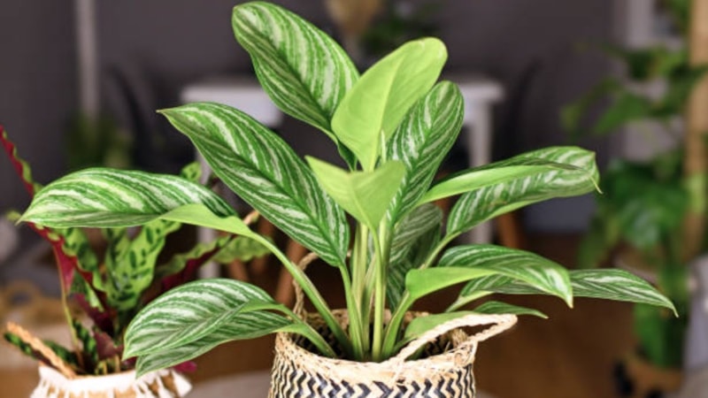 Odasına koyan rahat ediyor! Bu bitki yaz boyu serinliği garantiliyor