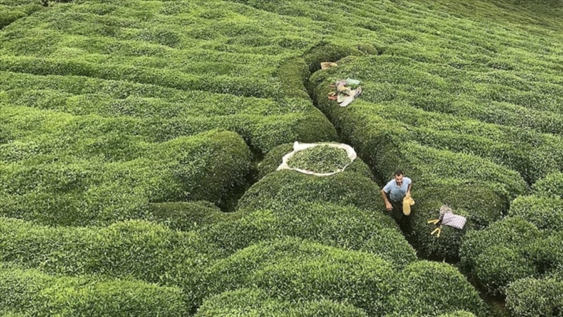 Rize'nin 5 aylık çay ihracatı yüzde 40 arttı