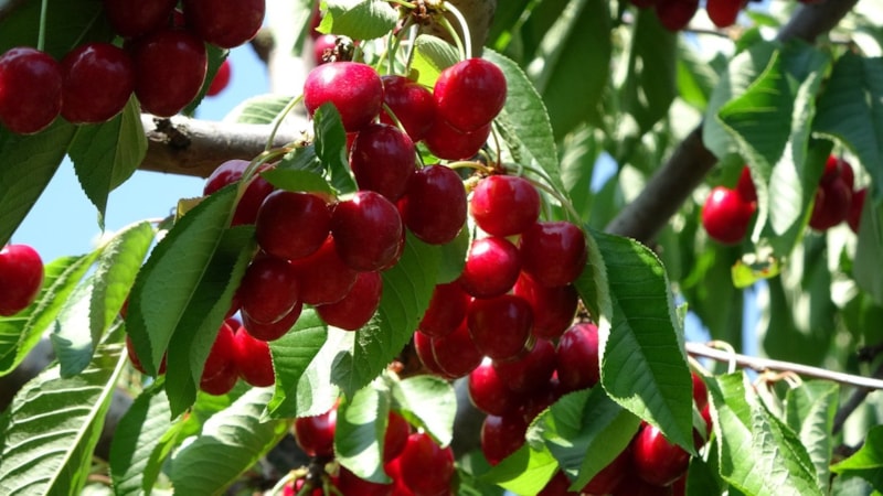 Çanakkale’de bu yıl kirazda 10 bin ton rekolte elde edildi