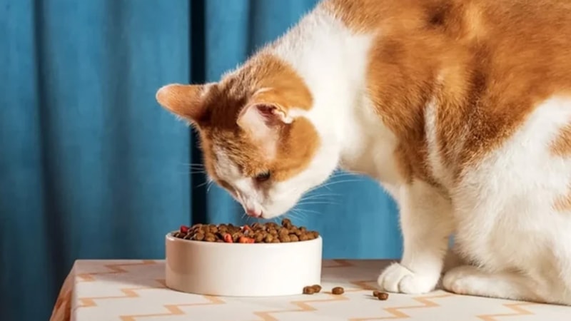 Evcil hayvanı olanlar dikkat: Tehlike saçan mamaların satışı yasaklandı! Raflardan kalkıyor