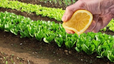 Bir limon yetiyor! Bitkiler kavurucu sıcaktan korunuyor