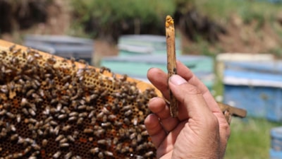 Çöpe değil cebe gidiyor: Kilosu 3 bin TL