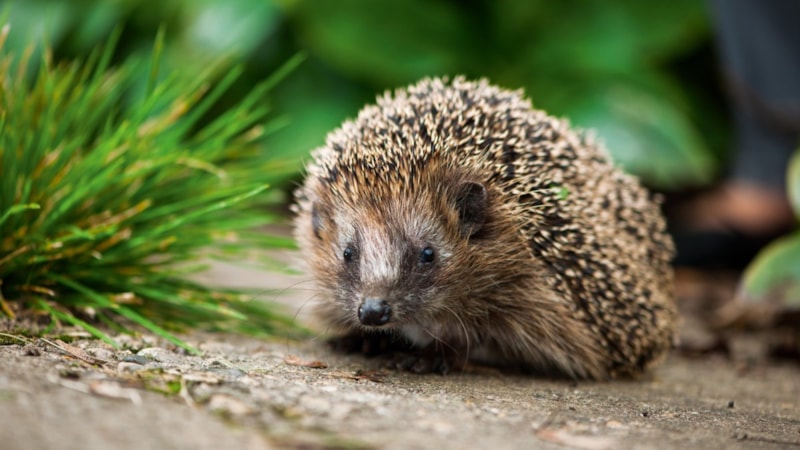Uzmanlar uyardı: Bahçesinde kirpi olanlar dikkat!
