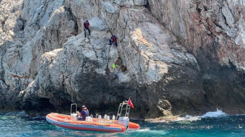 Alanya Kalesi'nde kayalık bölgede mahsur kalan dağ keçisi kurtarıldı